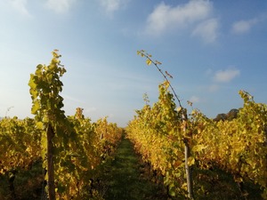 IMG_20201019_113900_1600