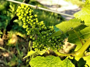 IMG_20190612_201354_1600