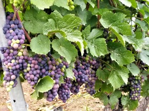 IMG_20190820_182252_1600