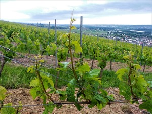 IMG_20190526_202833_1600