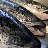 WP_20160220_11_40_56_Pro_1600