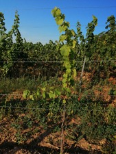 IMG_20200723_073332_1024