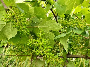 IMG_20180611_101703_1600