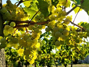 IMG_20180819_170953_1600