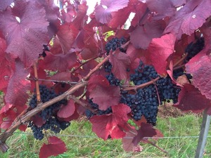 Cabernet Mitos 01_1600