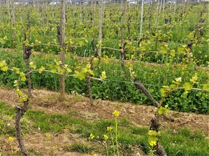 IMG_20190502_184110_1600