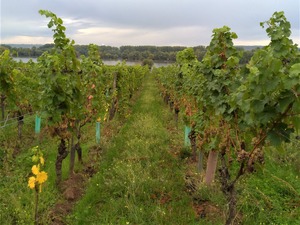 P_20191004_081715_1600