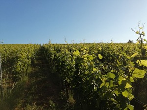 IMG_20200624_072624_1600