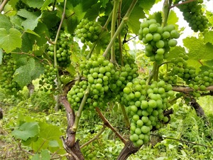 IMG_20190718_170203_1600