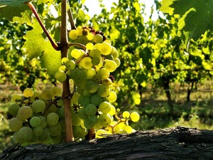 IMG_20180819_171226_1600