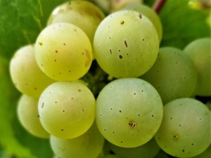 IMG_20190820_182823_1600