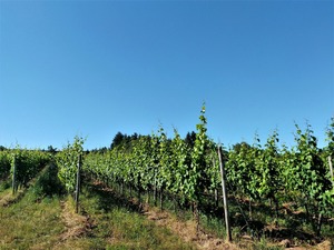 IMG_20190627_173850_1600