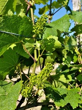 IMG_20180530_092046_1600