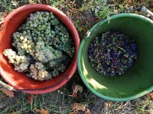 IMG_20200922_085645_1600