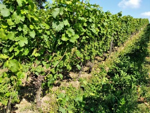 IMG_20180706_094319_1600