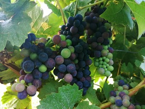 IMG_20200812_071132_1024