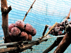 IMG_20190122_091645_1600