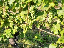 IMG_20180725_084528_1600