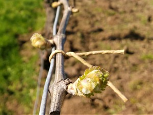 IMG_20180418_100353_1600