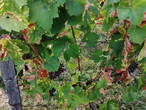 IMG_20200824_082013_1024