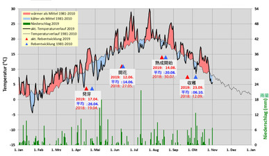 2019-vs-2018.-Traubenentwiklungjpg