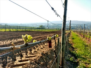 IMG_20190421_084118_1600