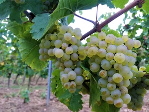 IMG_20190916_184500_1600