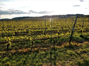 IMG_20190514_191231_1600