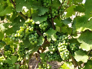 IMG_20190726_104040_1600