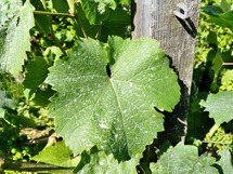 IMG_20180621_083123_1600