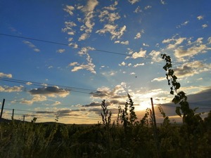 IMG_20200728_064138_1024