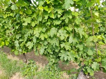 IMG_20180621_095324_1600