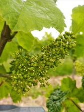 IMG_20190614_153607_1600