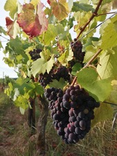 IMG_20200825_075747_1024