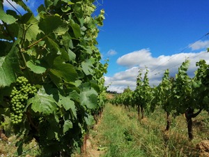 IMG_20200701_105240_1600