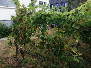 IMG_20200824_082005_1024