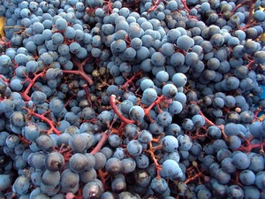 Cabernet Mitos 02_1600