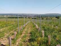 IMG_20180508_160858_1600