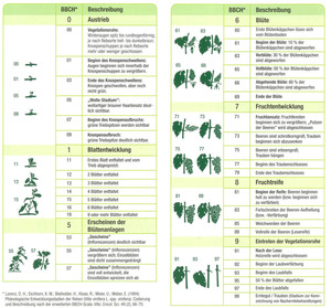 BBCH Nr