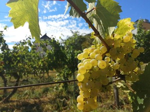 IMG_20200820_151835_1024