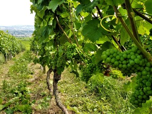 IMG_20180705_151101_1600