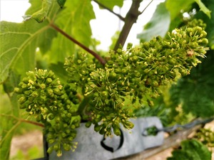 IMG_20190614_153621_1600