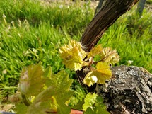 IMG_20180503_090925_1600