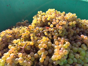 P_20191010_155116_1600