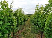 IMG_20180613_104609_1600