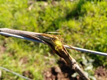 IMG_20180406_101134_1600