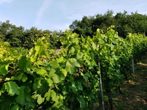 IMG_20180704_082010_1600