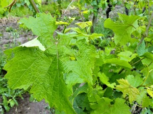 IMG_20180524_082215_1600