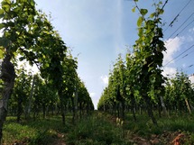 IMG_20180606_175227_1600