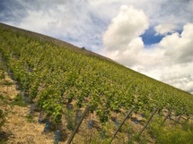 WP_20160615_14_41_47_Pro_1600